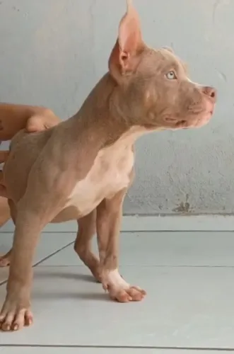 Filhote American bully 