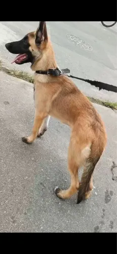 Vendo pastor belga Malinois , fazer 6 meses agora 