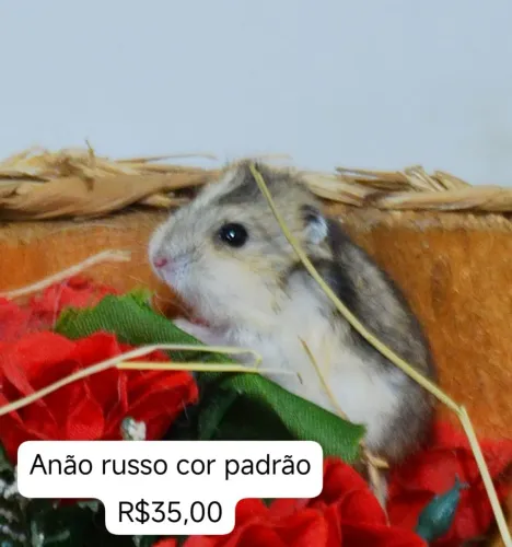 Hamster anão russo Promoção filhotes porquinho cal0psit0 hamster