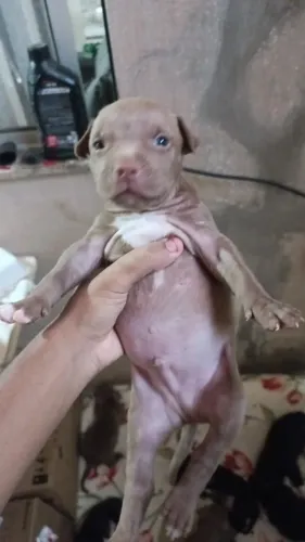 Filhote de Pitbull pra vender em Juazeiro da Bahia