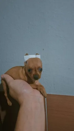 Pinscher 0 macho 