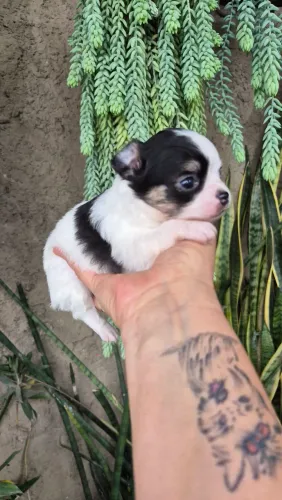 Cachorro 