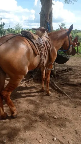 Burro manso