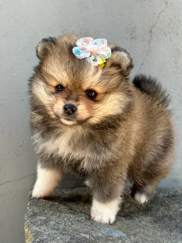 Spitz alemão fêmea 