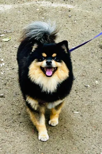 Macho adulto de Spitz alemão