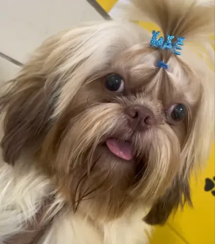 Procuro shih tzu fêmea para cruza