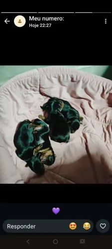 Vende-se lindos filhotes de Yorkshire 3 machos e 1 fêmea acabaram de nascer?