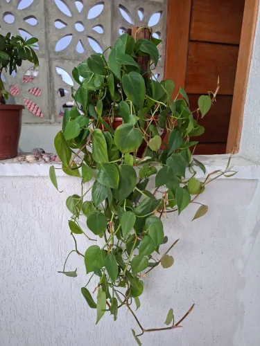 Planta pendente filodendro coração