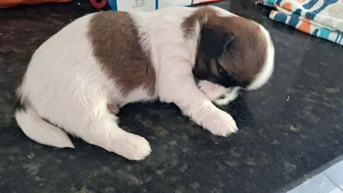 Vendo 4 fêmeas puras Shih Tzu R$650