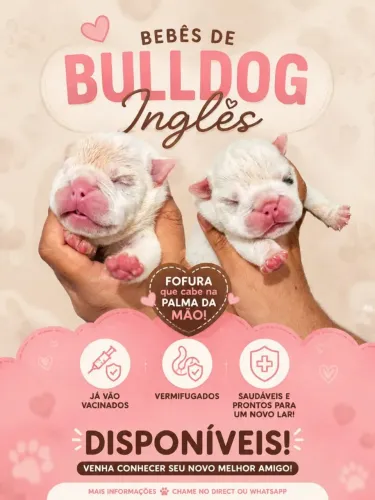 Bulldog