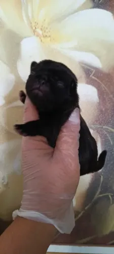 Pug macho mini