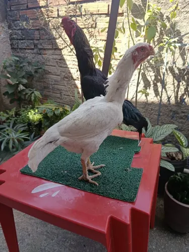 Galo e galinha bico curto 