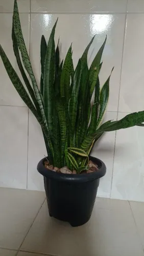 Vende se