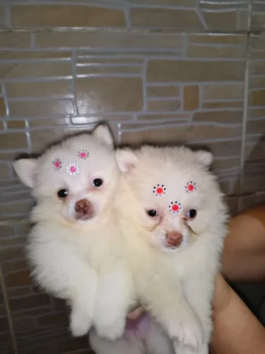 Lulu da Pomerânia fêmeas e macho,com genética Merlin,ac propostas