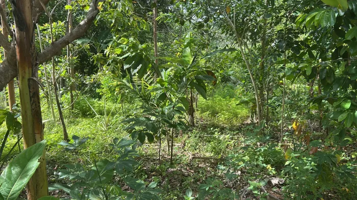 Lugar de paz e tranquilidade sítio todo plantado