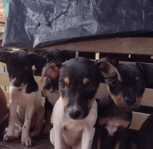 Estou doando 4 cadelinhas lindas 3 meses para pessoas responsável.