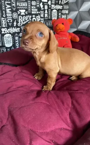 LINDAS APAIXONANTES FILHOTES DE DACHSHUND FEMEAS DISPONÍVEL PROMOÇÃO 