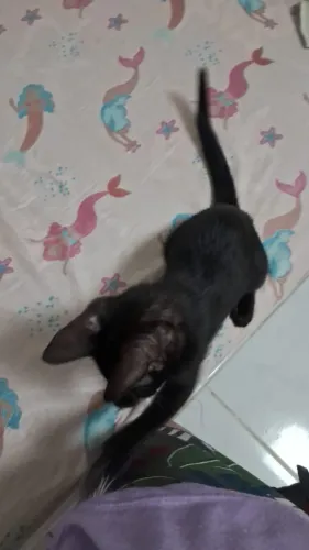 Gata preta 