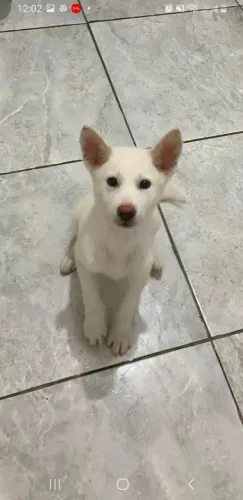 Vendo filhote de akita