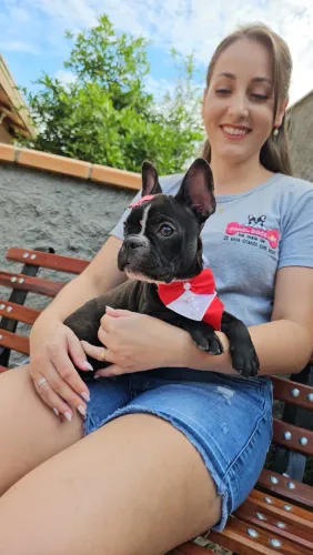 Bulldog francês, filhotes pronta entrega. Em até 12× no cartão.