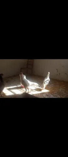 Casal indio branco