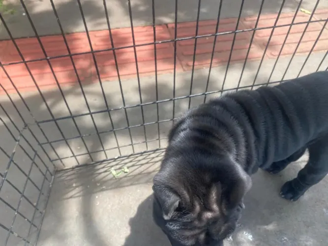 Shar pei macho e fêmea 
