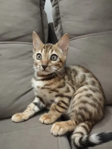 Bengal
