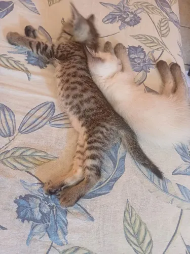 Gatinhas filhote Farah e Gonu 