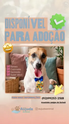 Cachorrinha pra adoção 