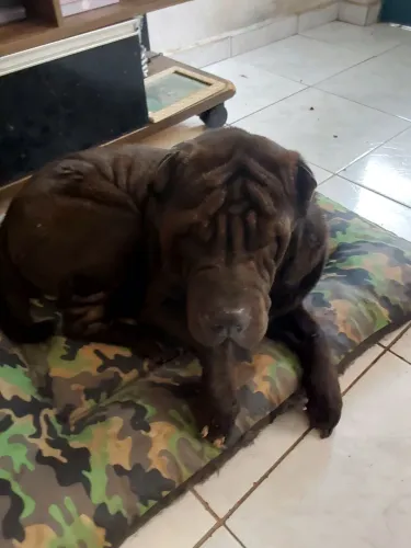 Casal de sharpei para adoção responsável (leia a descrição)
