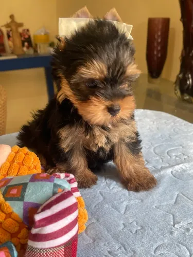 Lindo casal de Yorkshire Terrier filhote a venda