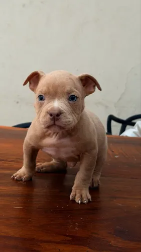 American Bully Micro - Filhote (Macho) 