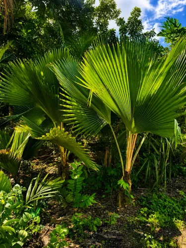 palmeira-leque-de-fiji