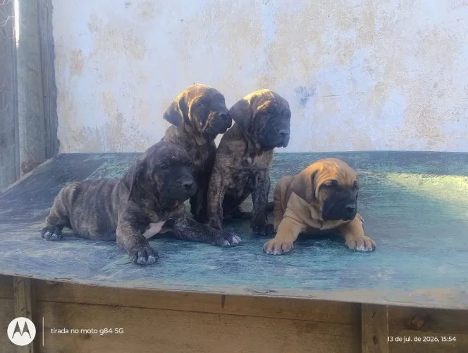 Filhote de fila brasileiro
