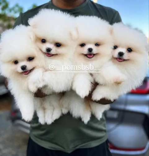 SPITZ ALEMÃO - LULU DA POMERÂNIA