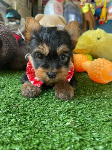 YorkShire terrier macho 