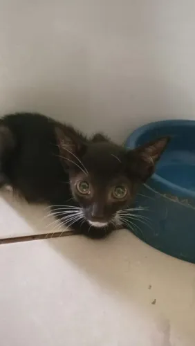 Doação de gatinhos e gatinhas