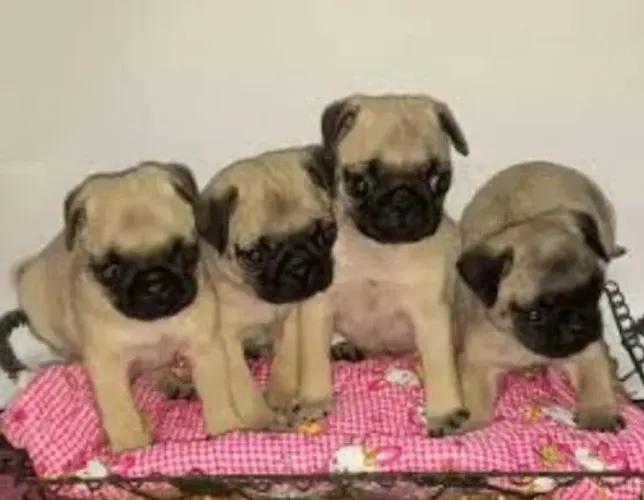 Pug Filhotes Desmamados Comendo Ração. 
