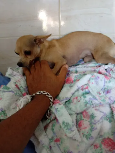 Vendo um cachorro da raça Pinscher
