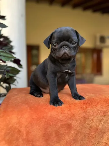 Pug,Pug Filhote Selecionado Alta Procedência
