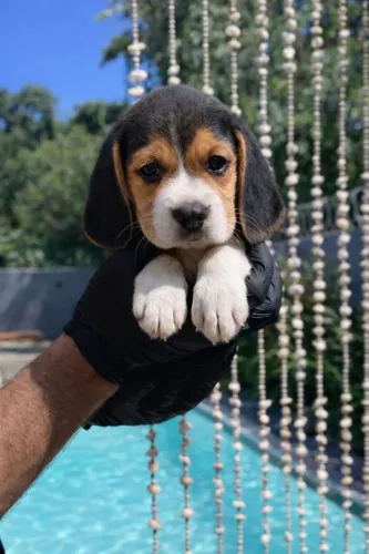 beagles padrão