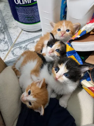 Doação de gatinhos