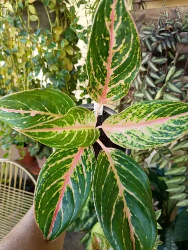 Lindas Aglaonemas Raras