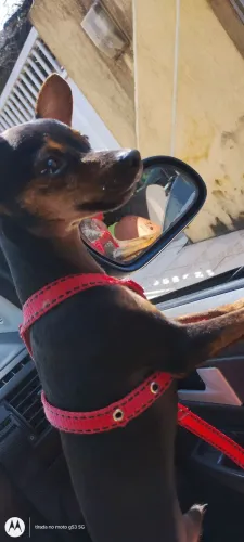Procura-se namorada para thor