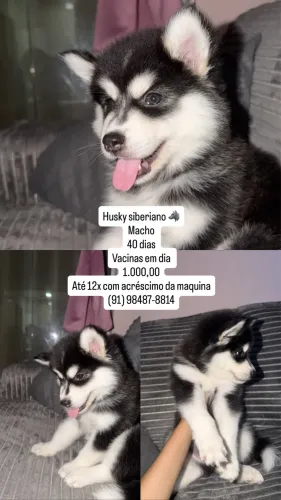 Banho e Tosa - Husky Siberiano 