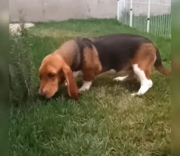 Basset hound fêmea 7 meses 