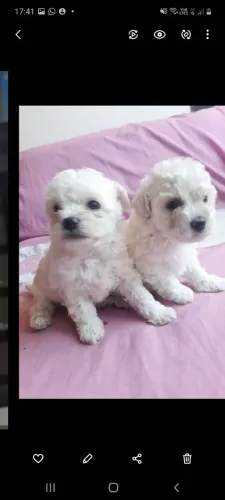 Filhotes de poodle