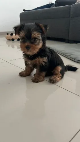 Filhotes de Yorkshire | Cãezinhos disponíveis para fazer parte de novas histórias!