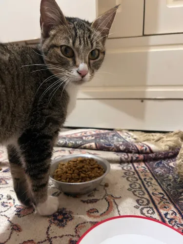 Gata para doação 