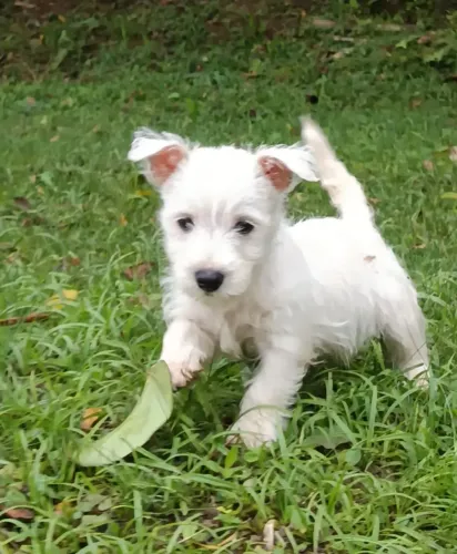 Lindos Filhotes de West Terrier!